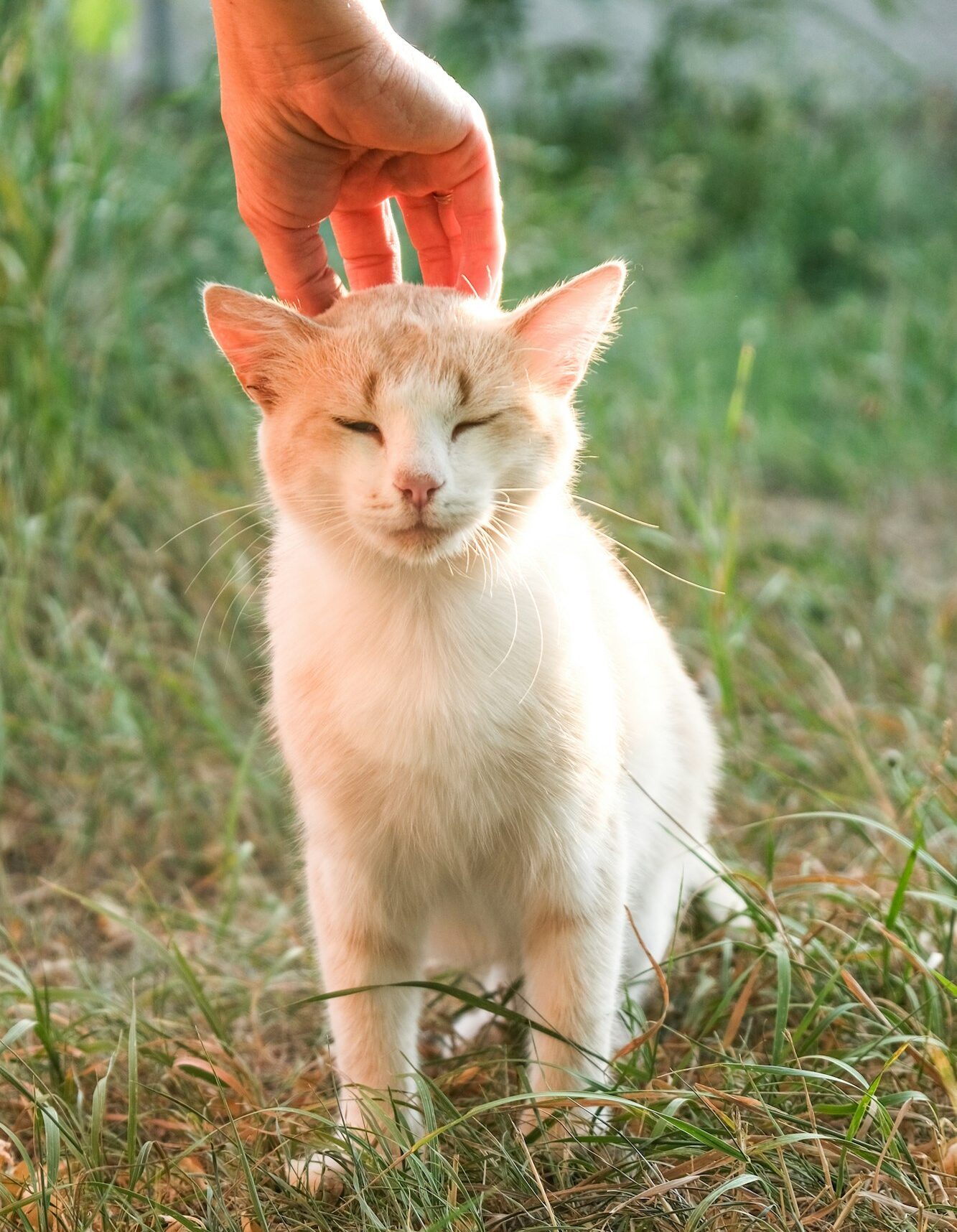 a woman's hand wants to pet the cat. The concept of cat allergies.